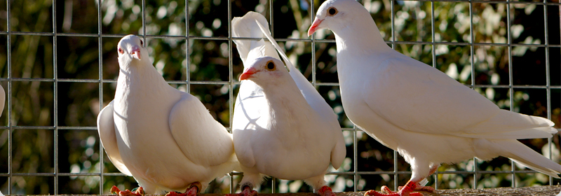 Doves From Above